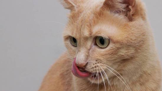Gato babeando