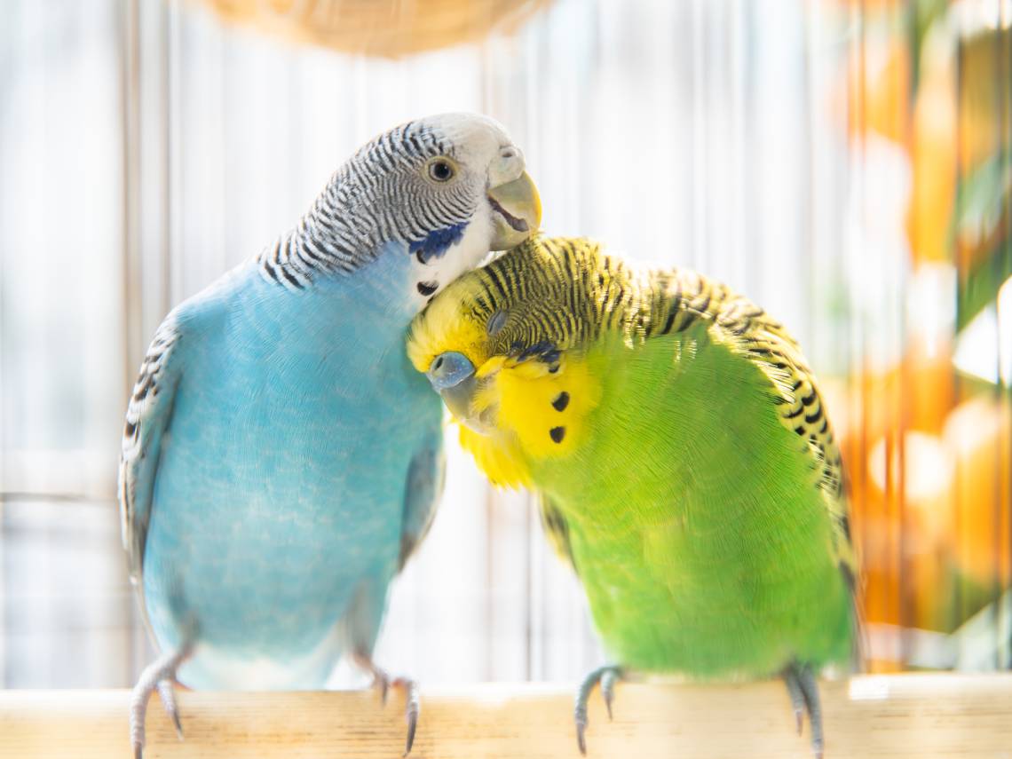 Pareja de periquitos