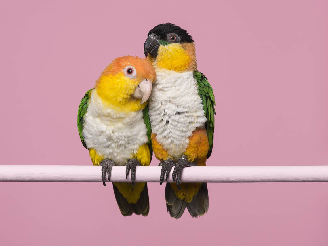 Loro Caique