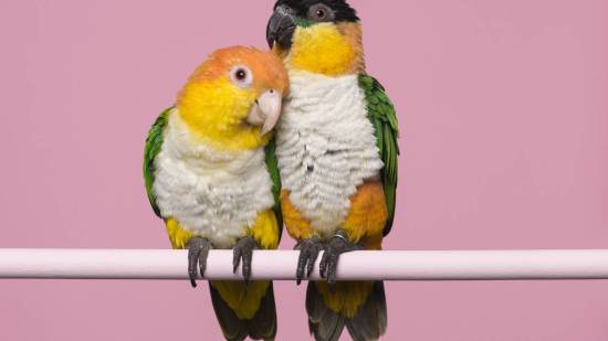 Loro Caique