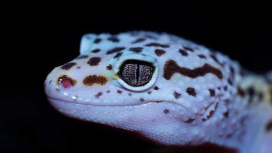 geckos