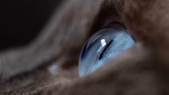 Ojo de gato