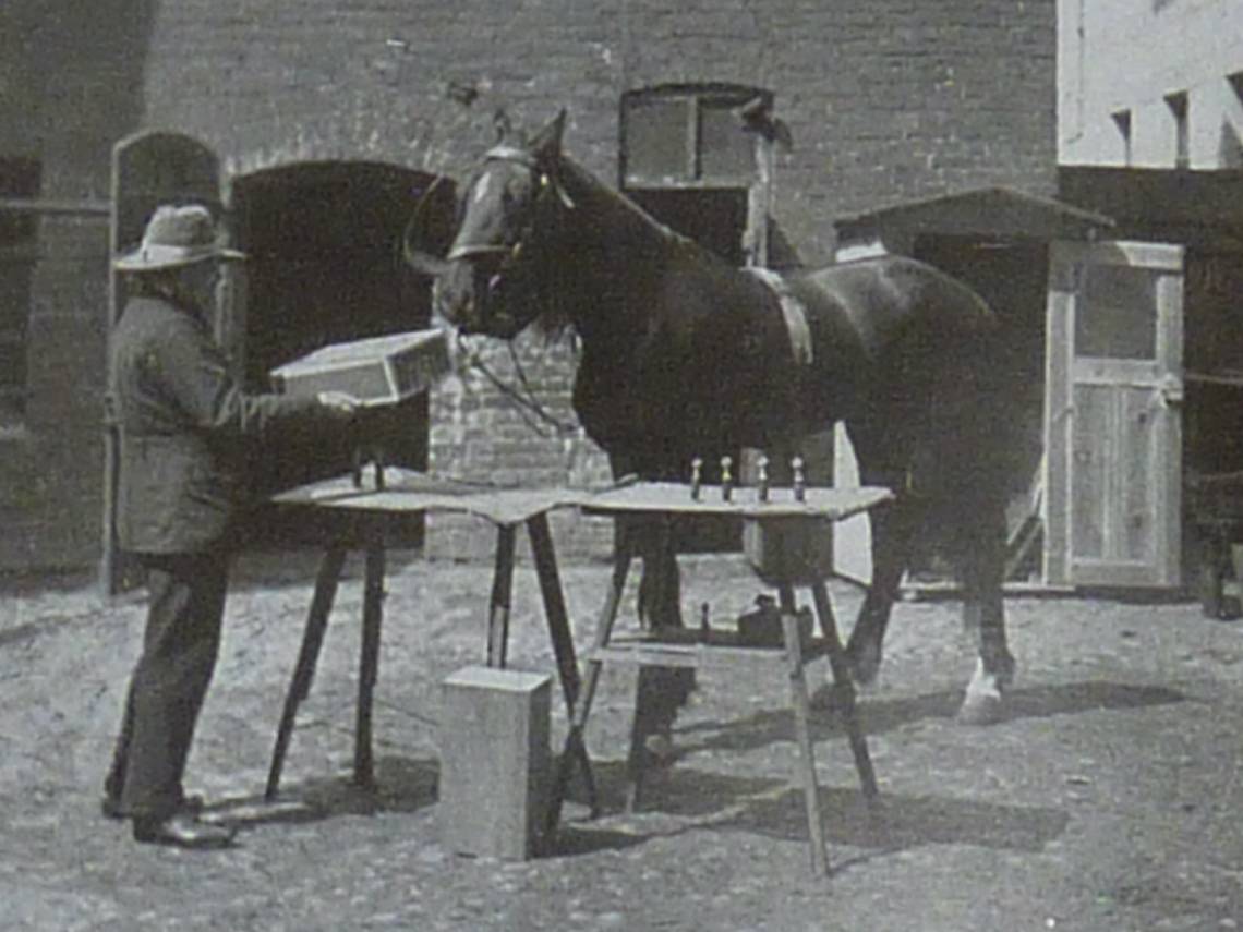 Hans, el caballo, el sabio haciendo una prueba