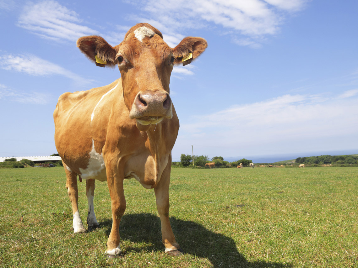 Vaca en el campo