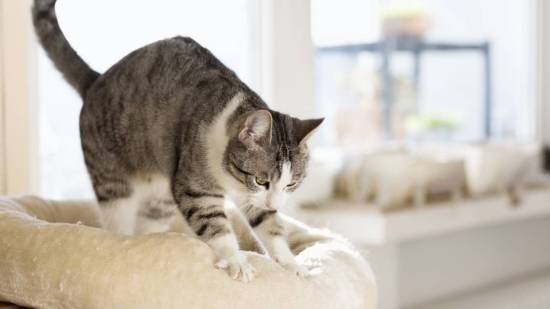 Gato masajeando