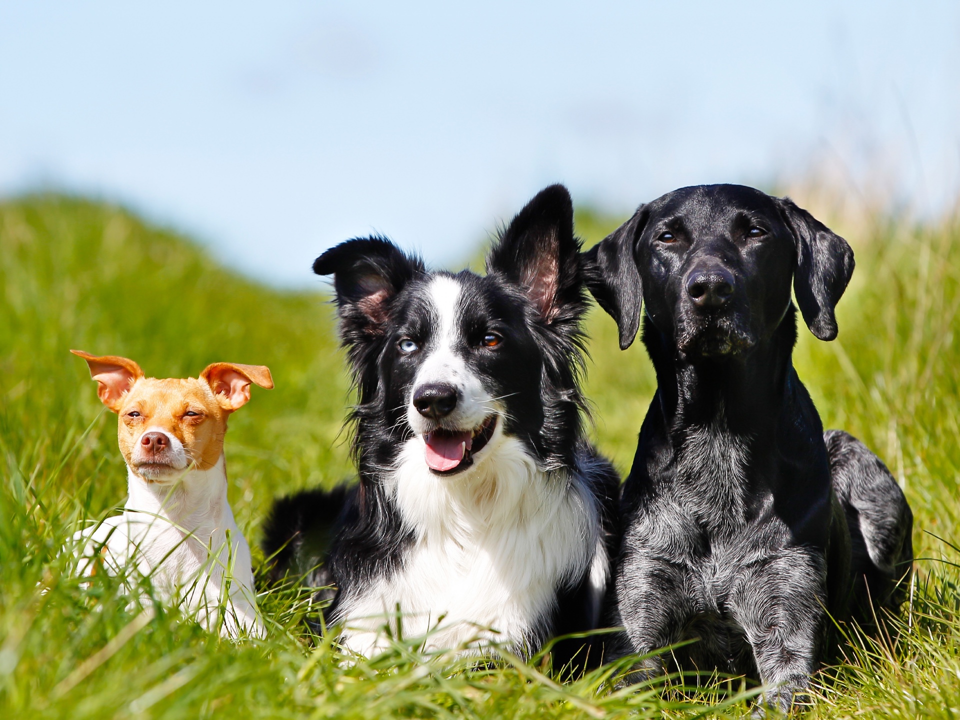 ¿Qué es mejor, un perro mestizo o de raza?