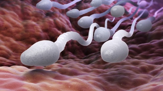 esperma