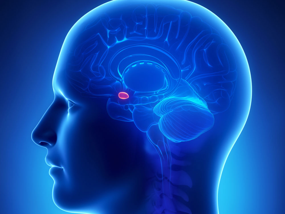 Amígdala cerebral
