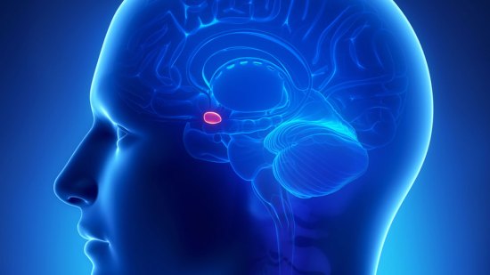 Amígdala cerebral