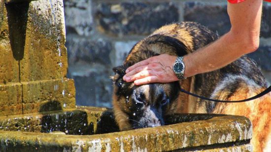 Perro bebiendo agua