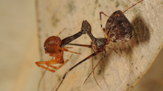 araña-canibal