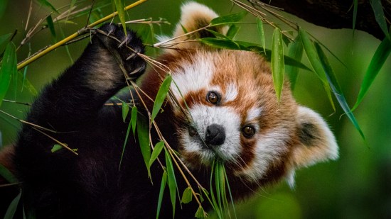panda-rojo-extincion