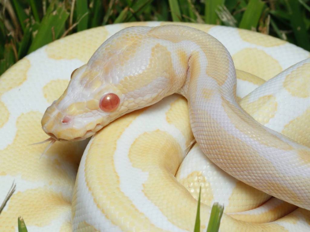 Curiosidades sobre reptiles: Pitón albina
