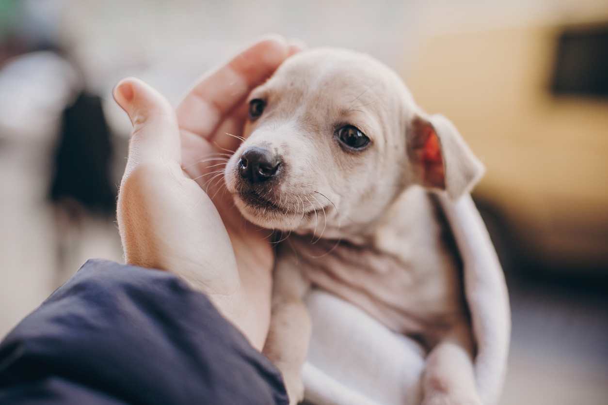 adoptar un perro