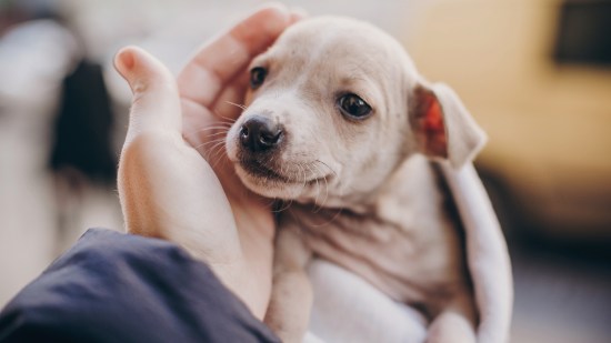 adoptar un perro