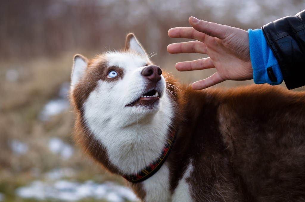 husky con miedo