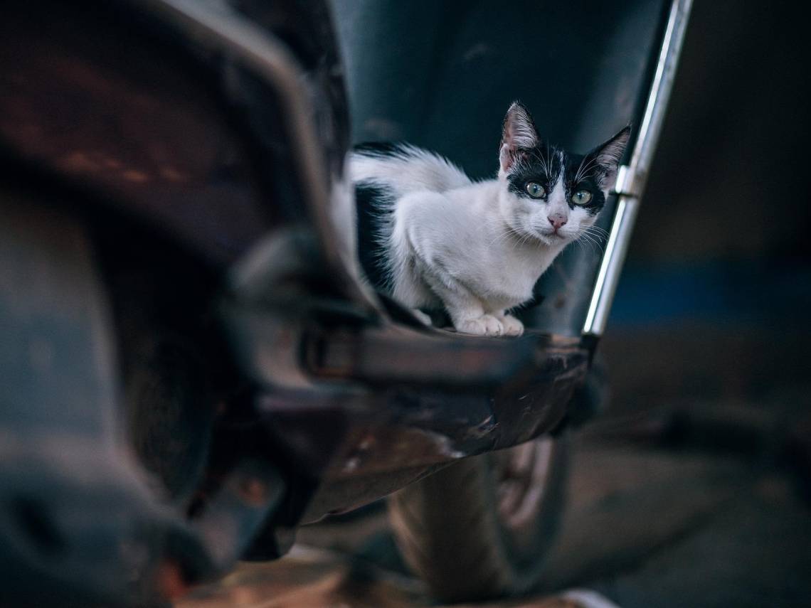 Gato en la calle