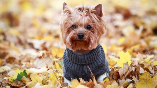 yorkshire terrier