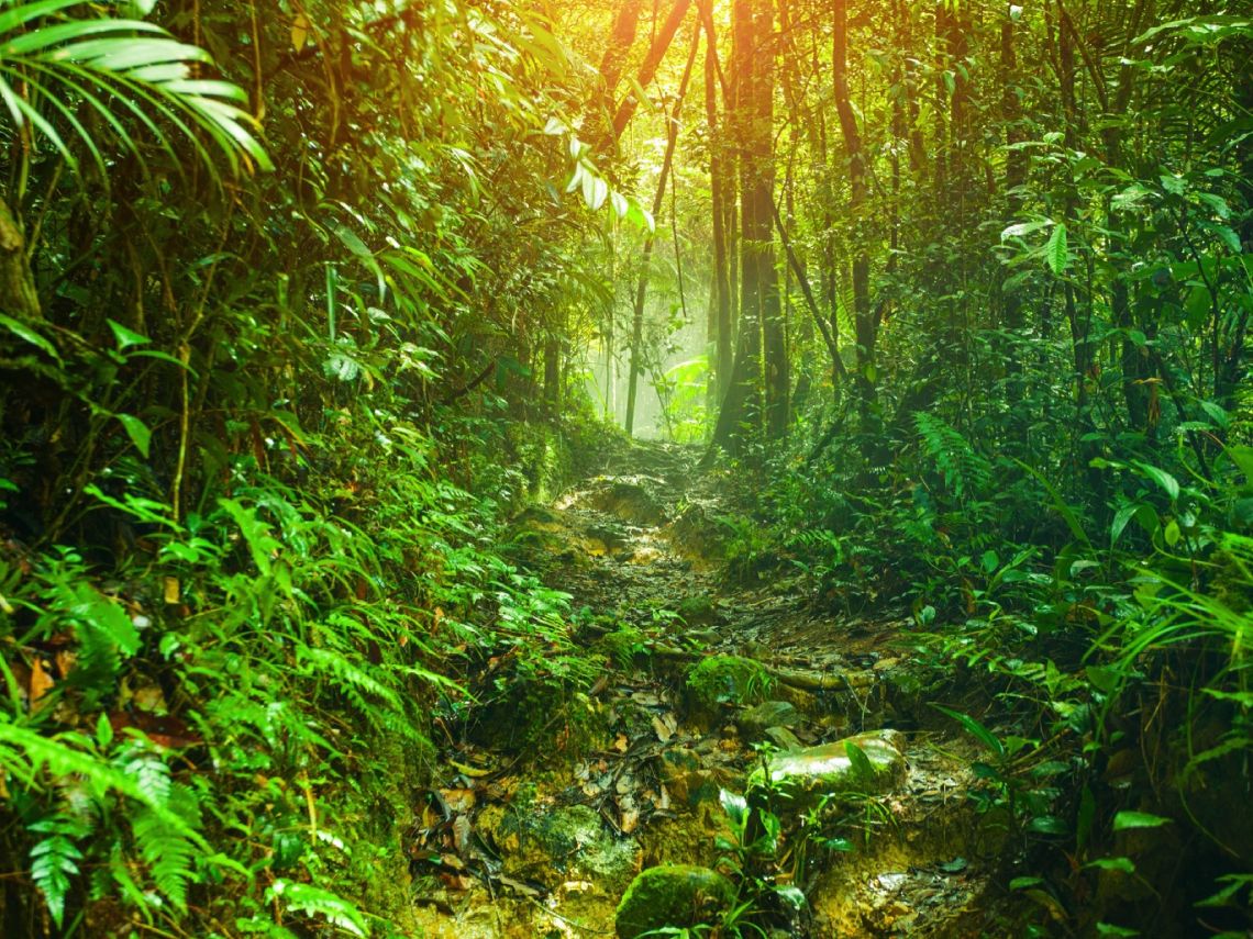 Bosque tropical