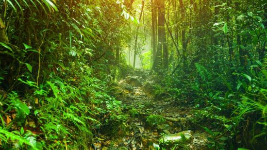 Bosque tropical