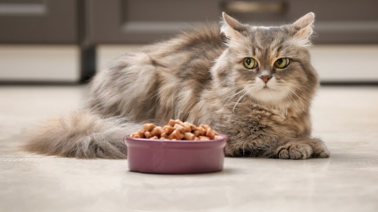 gato comiendo