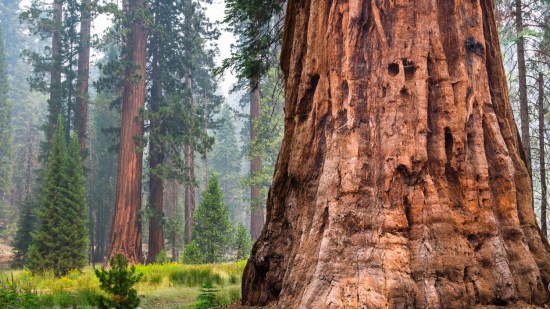 secuoya gigante