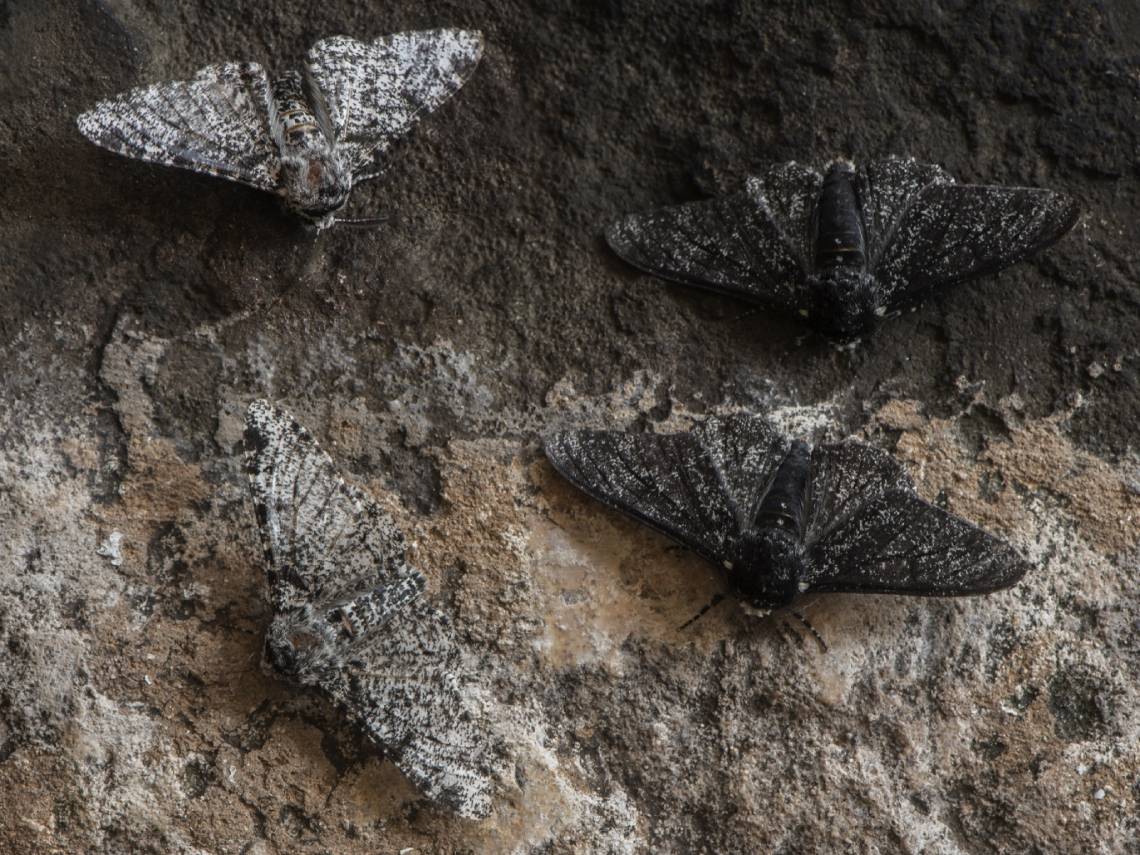 Biston betularia polilla del abedul