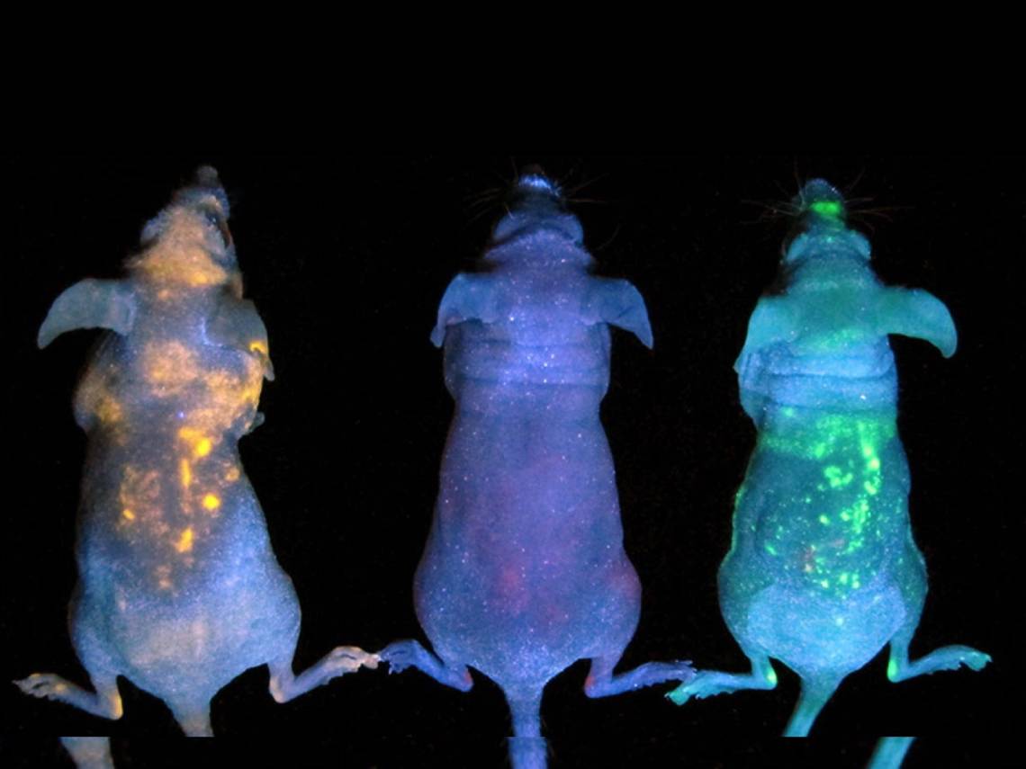 Ratones brillan en la oscuridad luciferasa