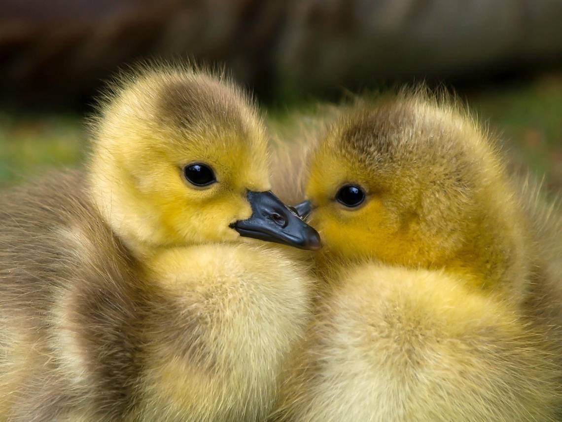 Patitos