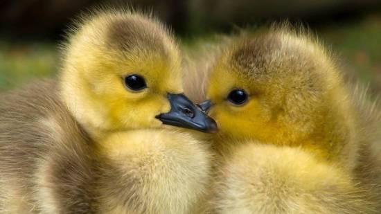 Patitos