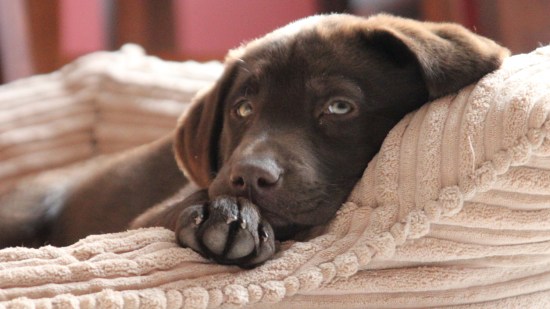 perro labrador