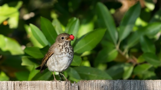 pájaro comiendo fruta
