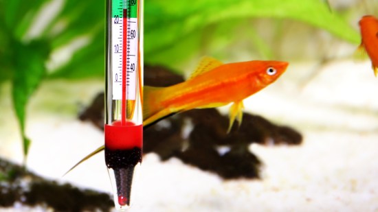 pez tropical