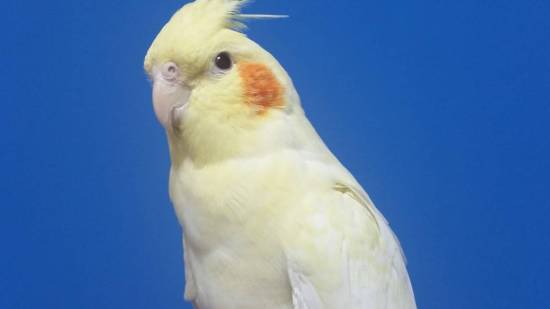 Ninfa