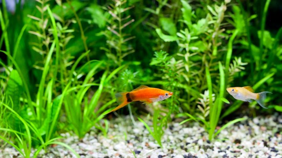 pez molly en un acuario