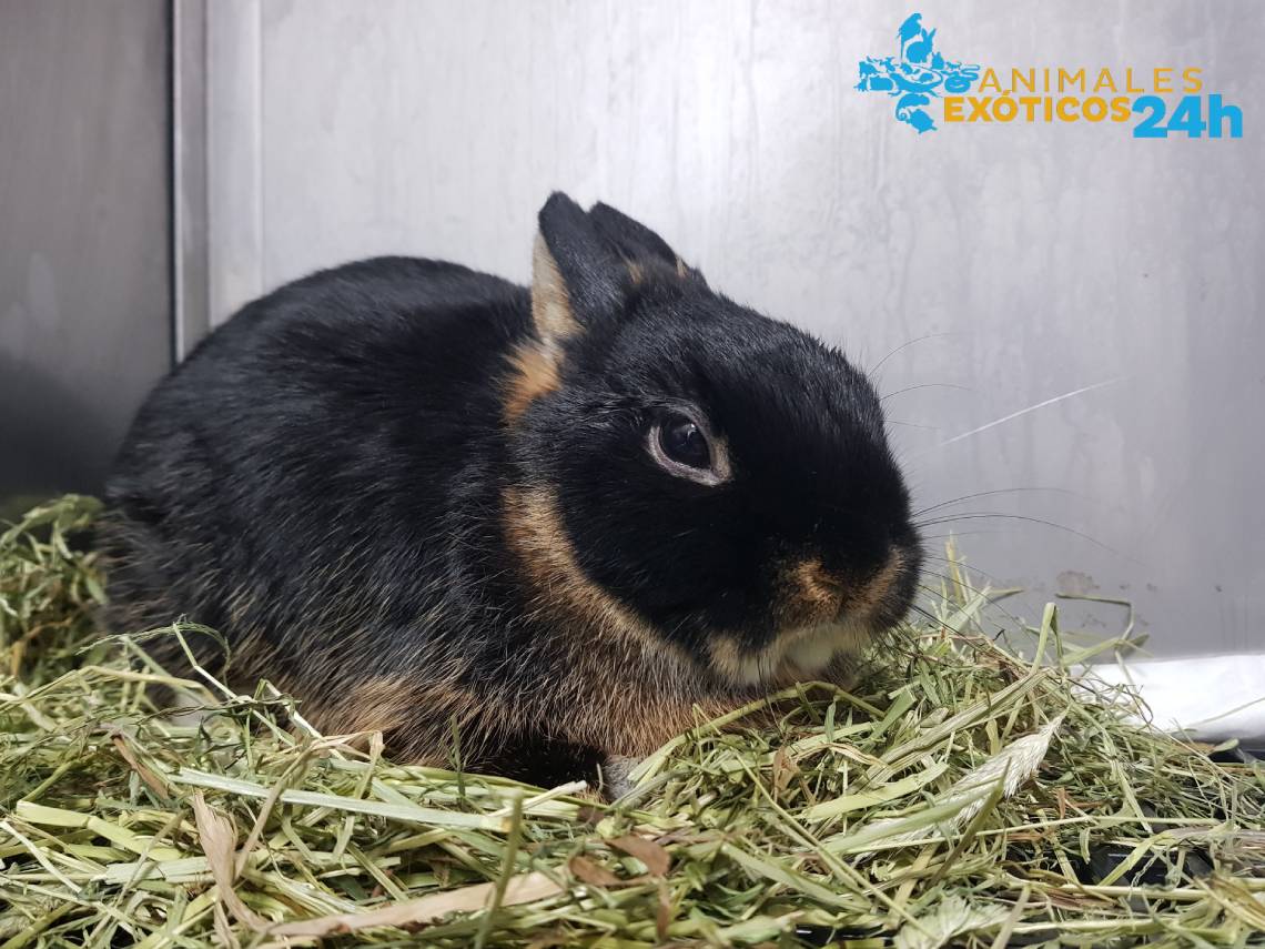 Conejo