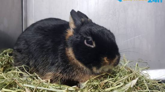 Conejo