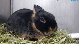 Conejo