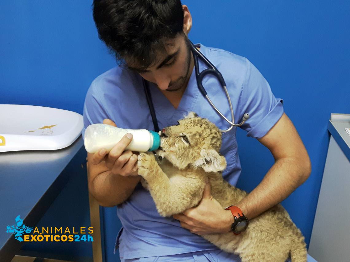 Veterinario dando el biberón a un león