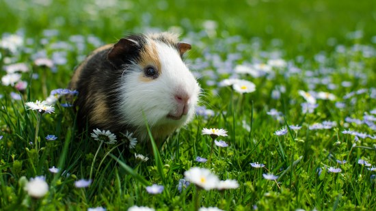 cobaya al aire libre
