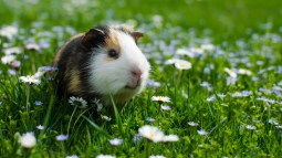 cobaya al aire libre