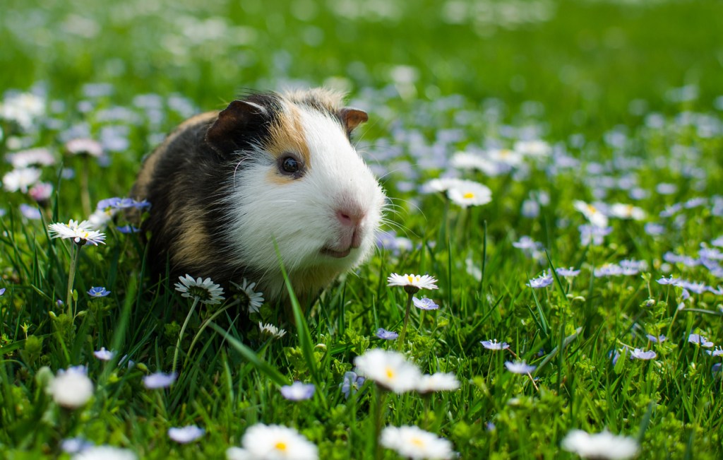 Cobaya