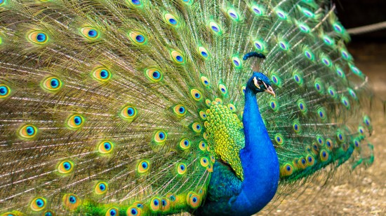 pavo real