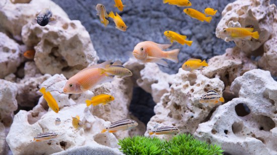 acuario con peces