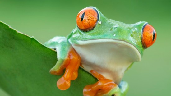ojos-ranas
