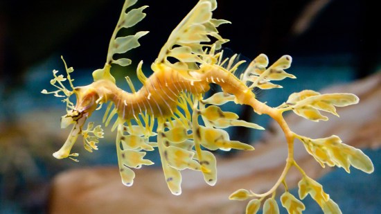 Dragón de mar