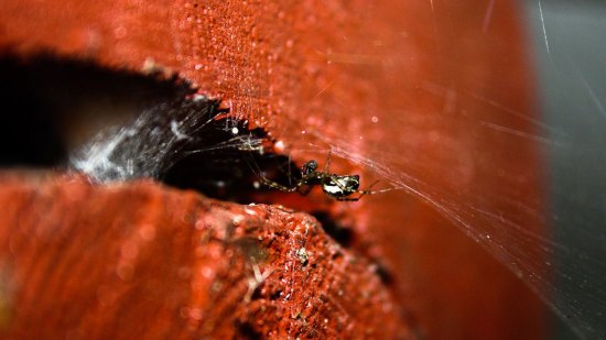 Araña