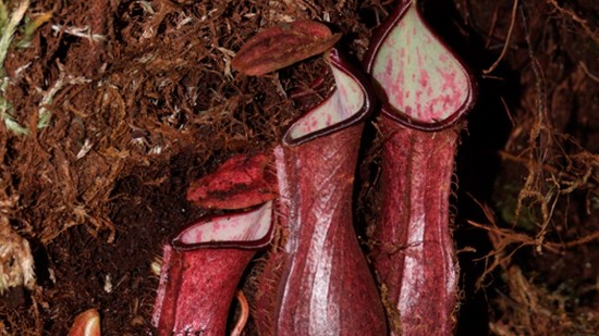 Planta carnívora