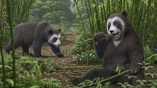 pandas-gigantes