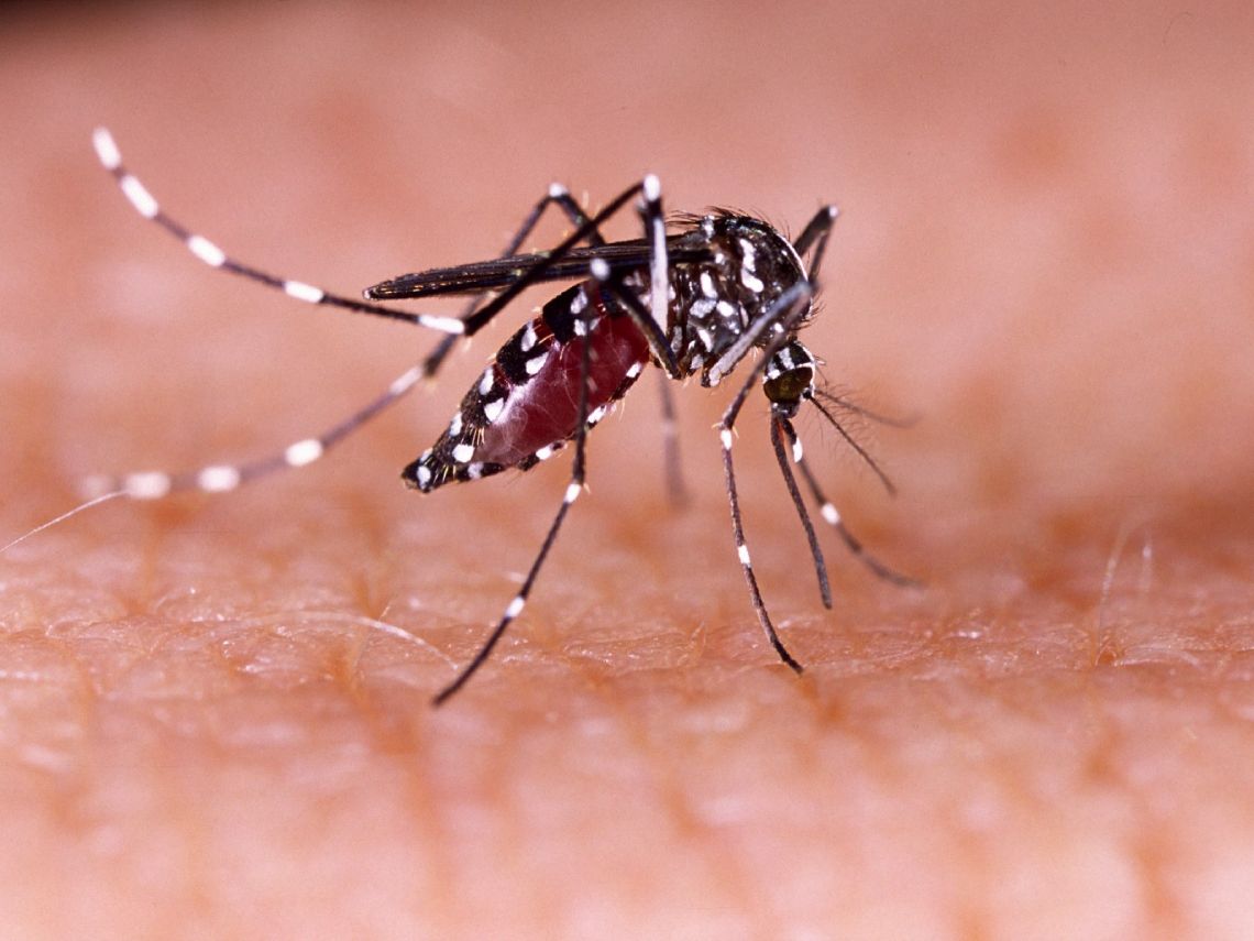 Mosquito tigre